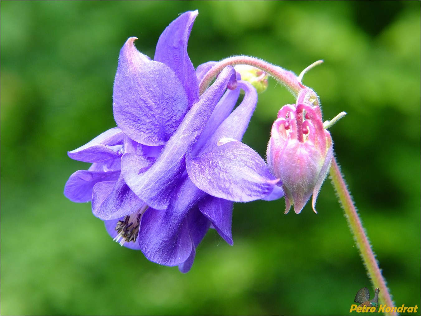 Изображение особи Aquilegia vulgaris.