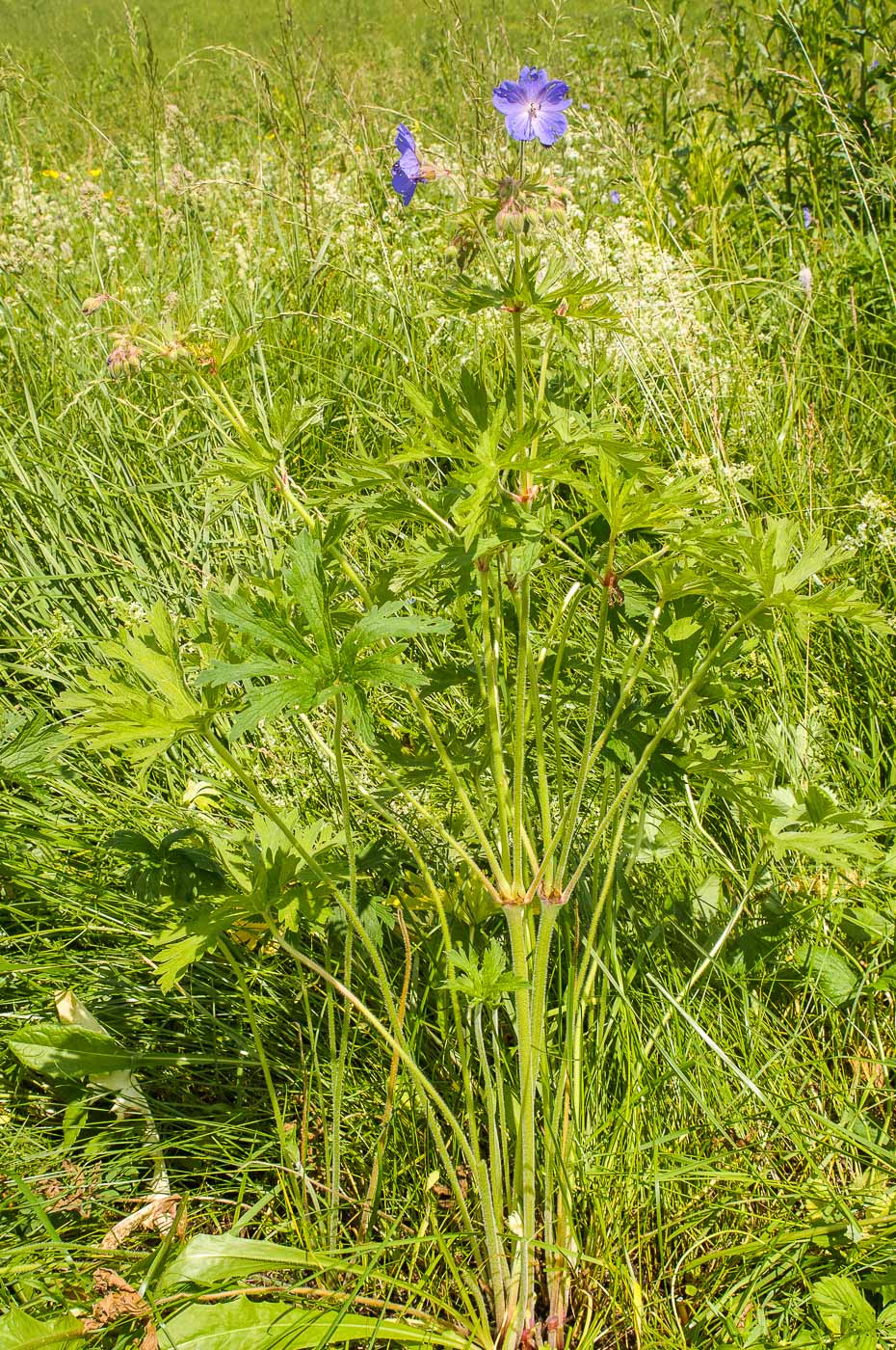 Image of Geranium pratense specimen.