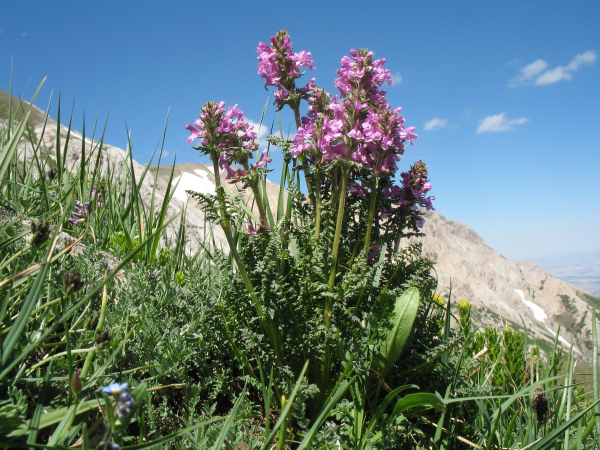 Изображение особи Pedicularis korolkowii.