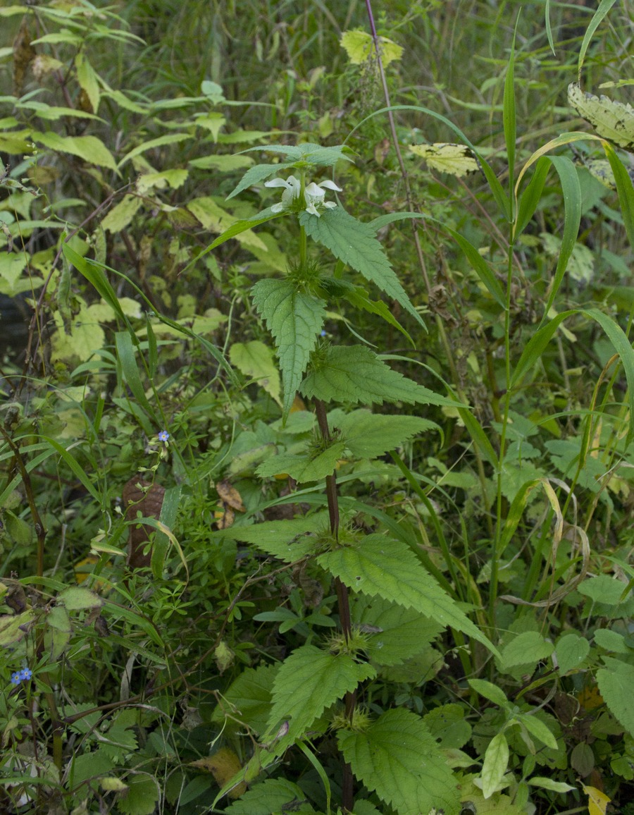 Image of Lamium album specimen.