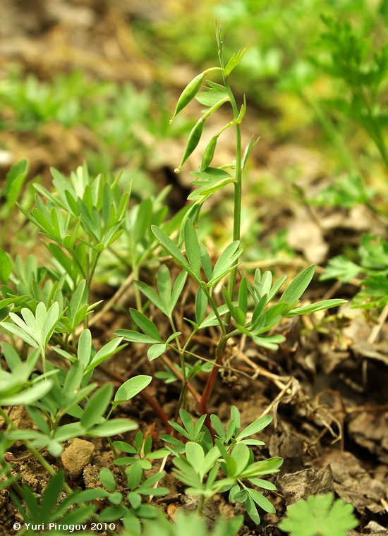 Image of Corydalis tarkiensis specimen.