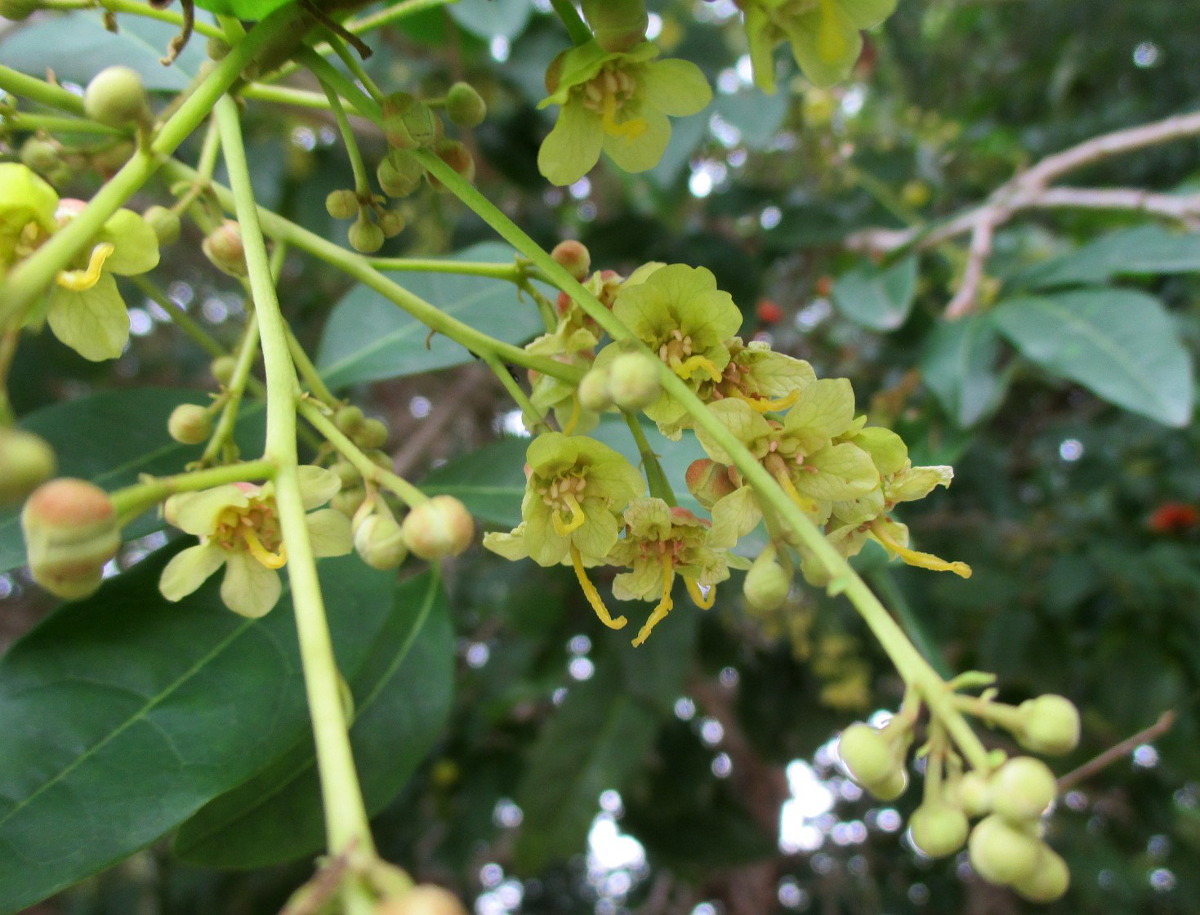 Image of Harpullia pendula specimen.