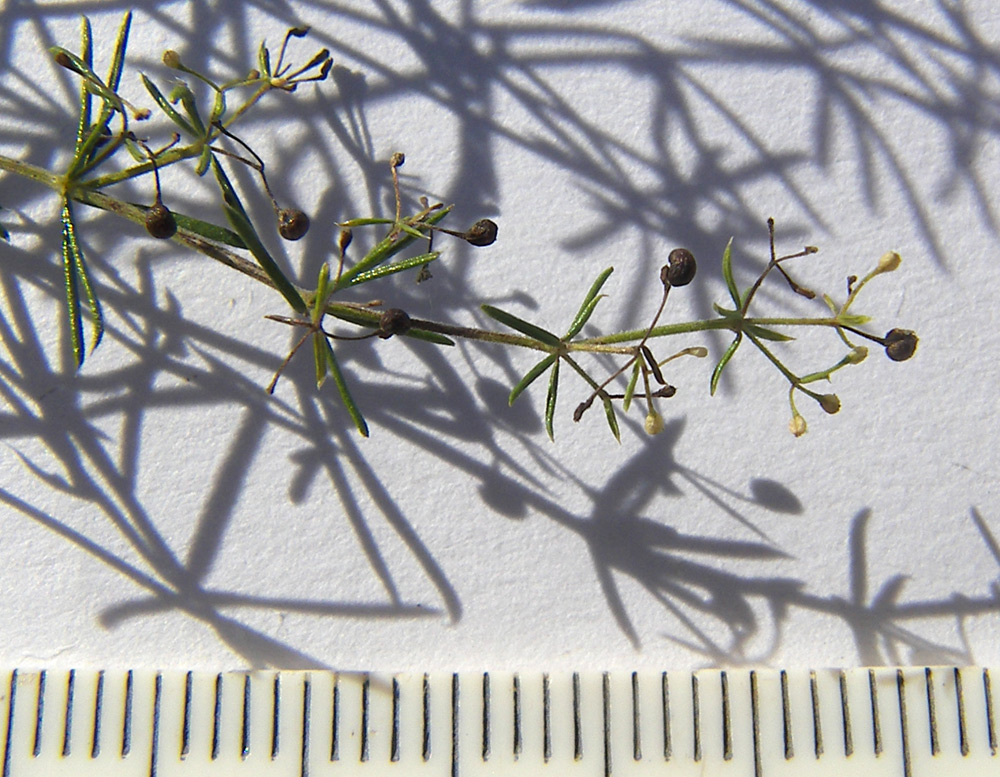 Image of Galium verum specimen.