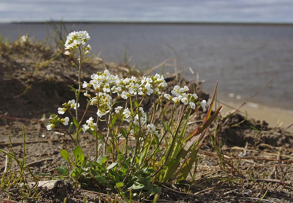 Image of Arabidopsis petraea specimen.