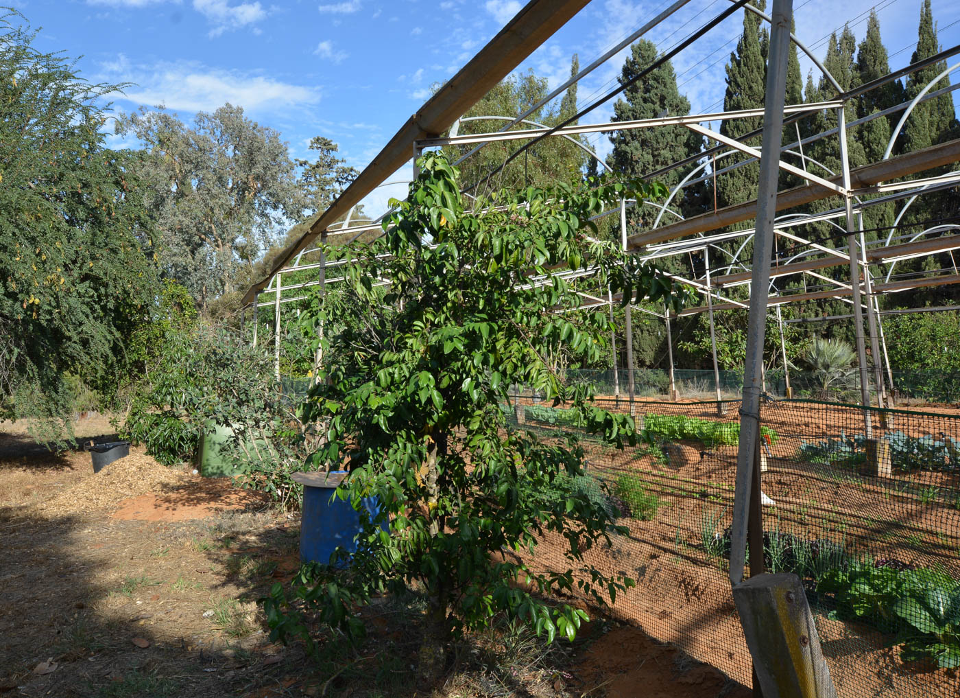 Image of Averrhoa carambola specimen.