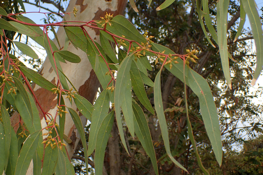 Изображение особи Eucalyptus camaldulensis.