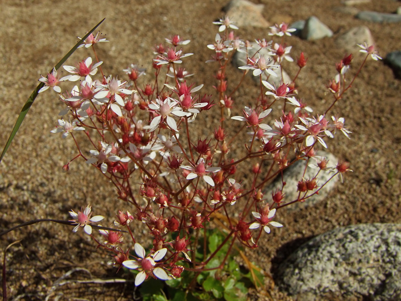 Изображение особи Micranthes nudicaulis.