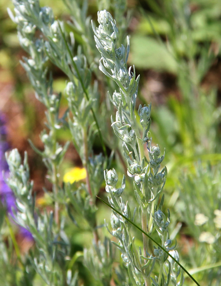 Image of Artemisia sericea specimen.