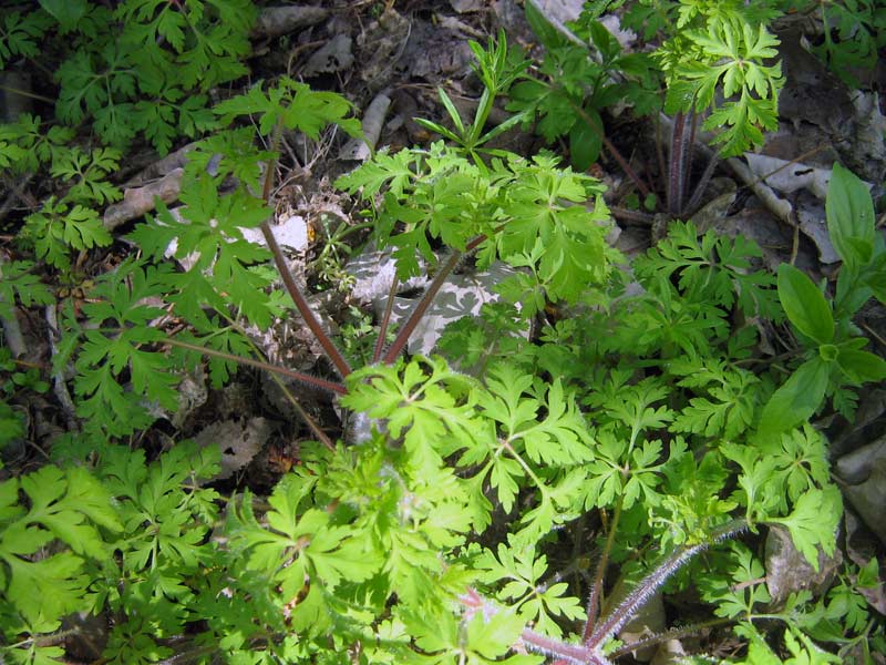 Image of Geranium robertianum specimen.