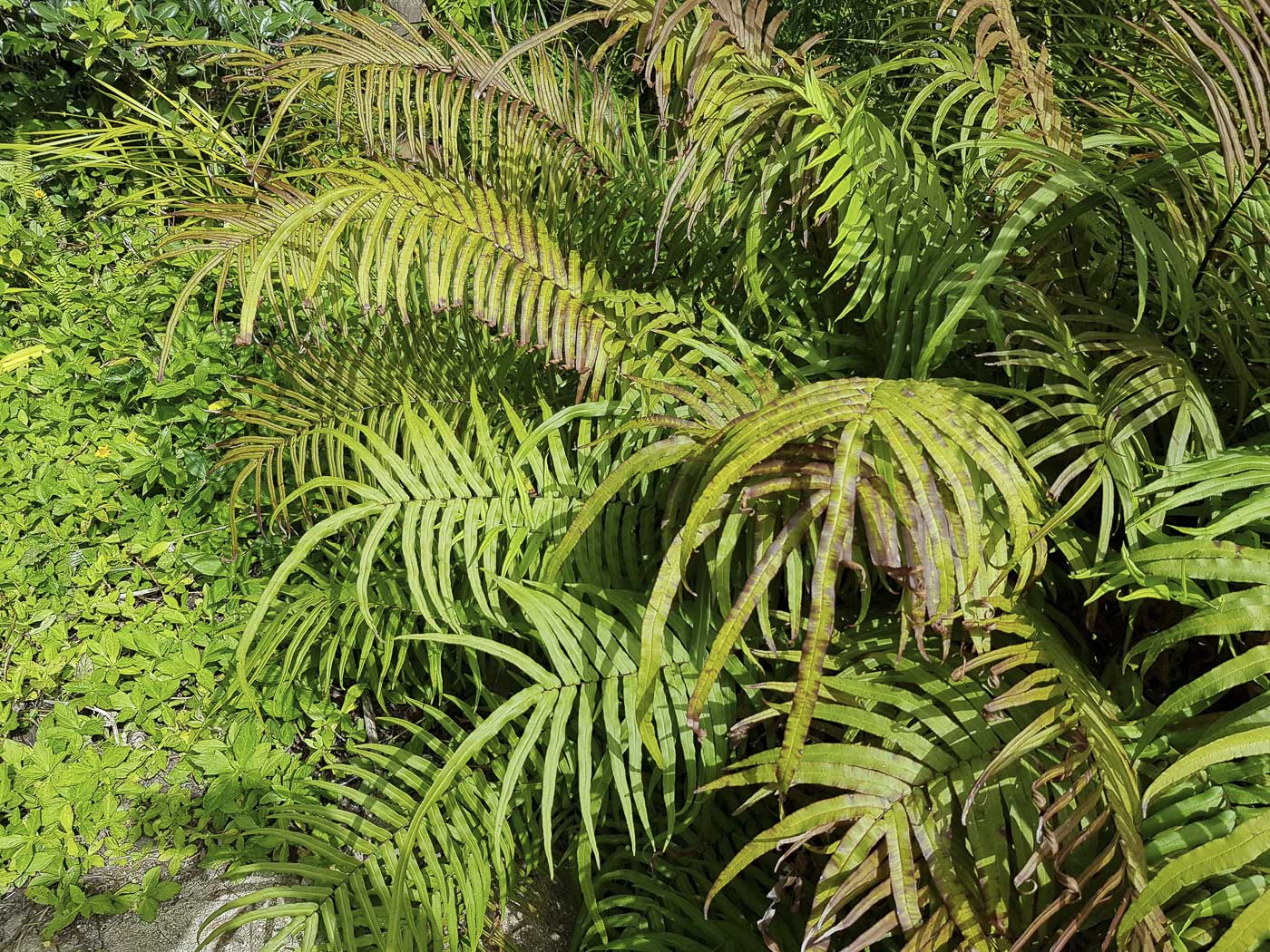 Image of Pteris vittata specimen.