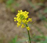 Sisymbrium loeselii