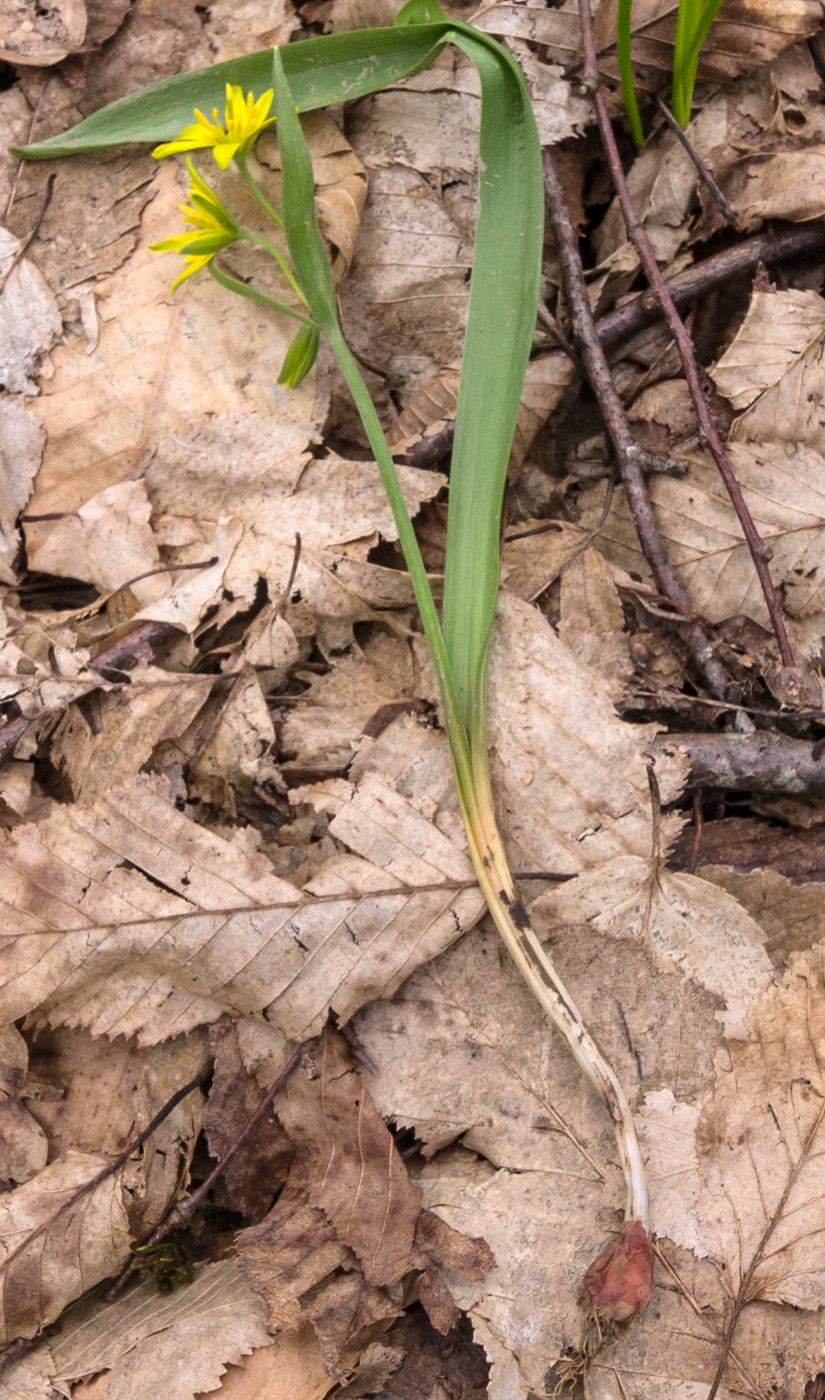 Image of Gagea lutea specimen.