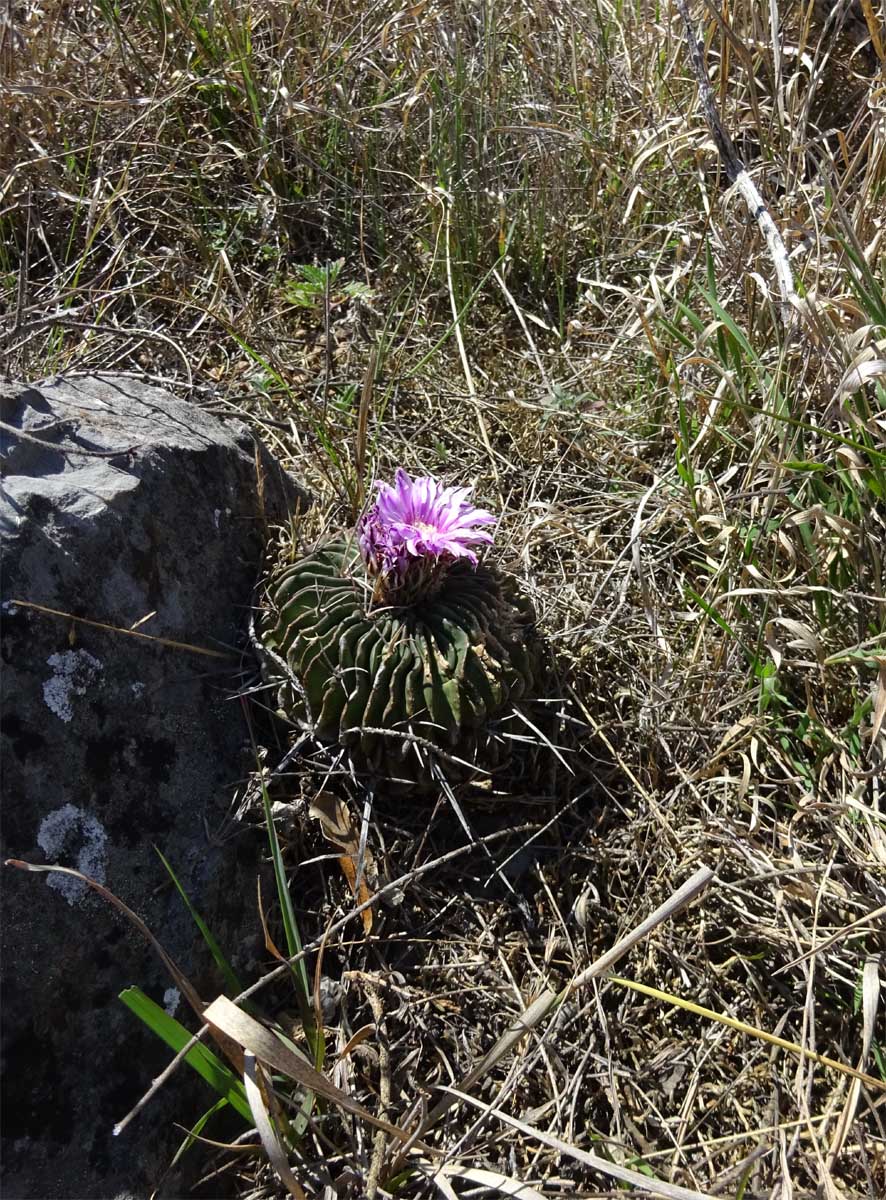 Image of Echinofossulocactus multicostatus specimen.