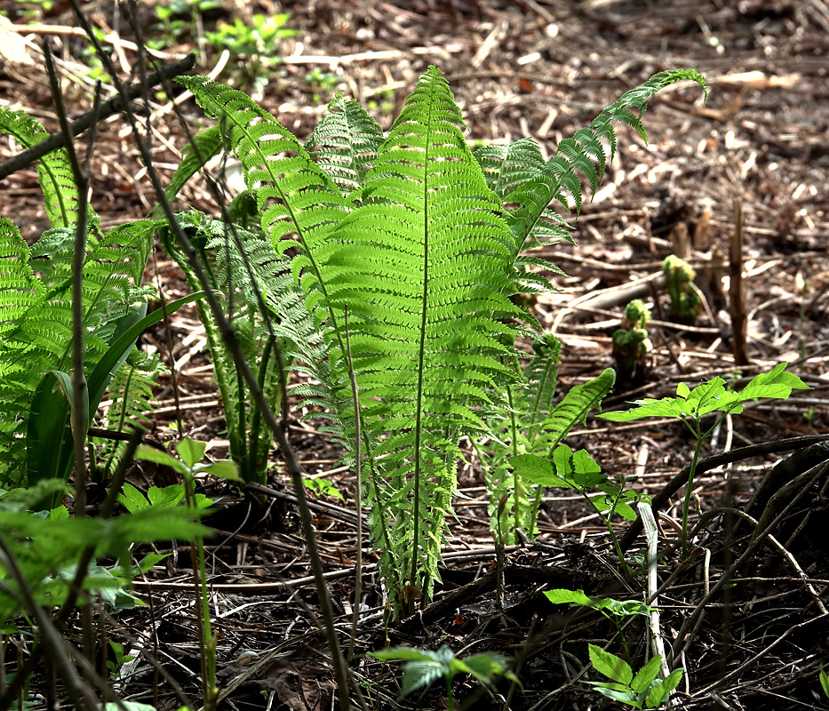 Image of Matteuccia struthiopteris specimen.