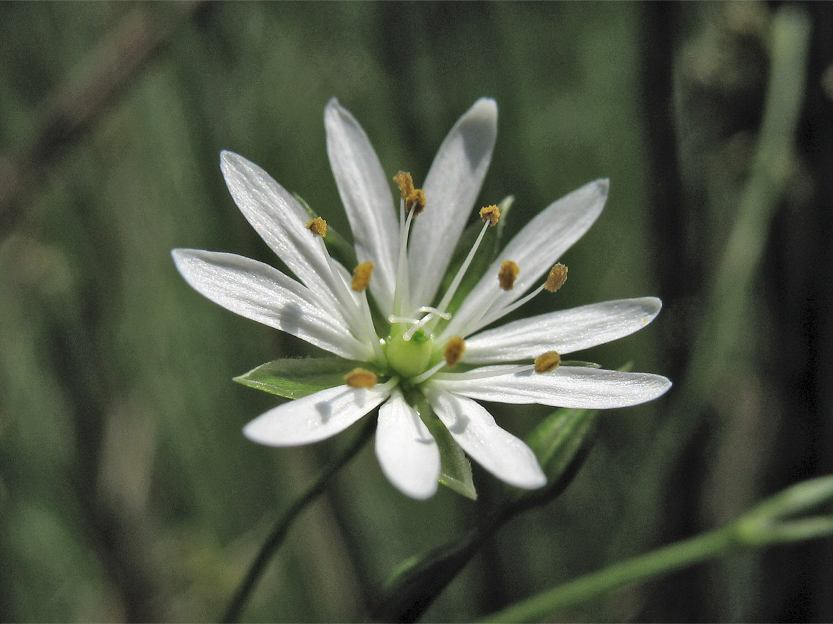 Image of Stellaria graminea specimen.