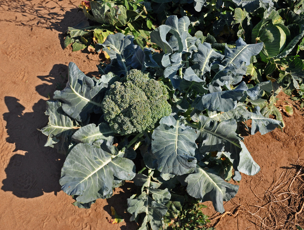 Image of Brassica oleracea var. italica specimen.