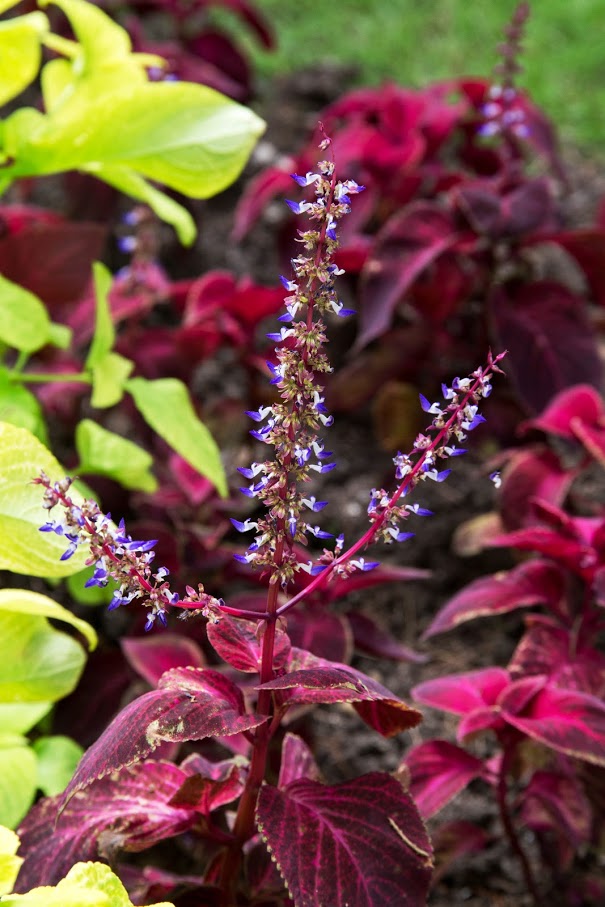 Изображение особи Coleus scutellarioides.