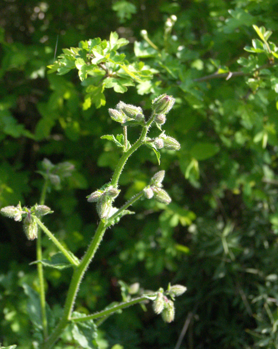 Image of Campanula longistyla specimen.