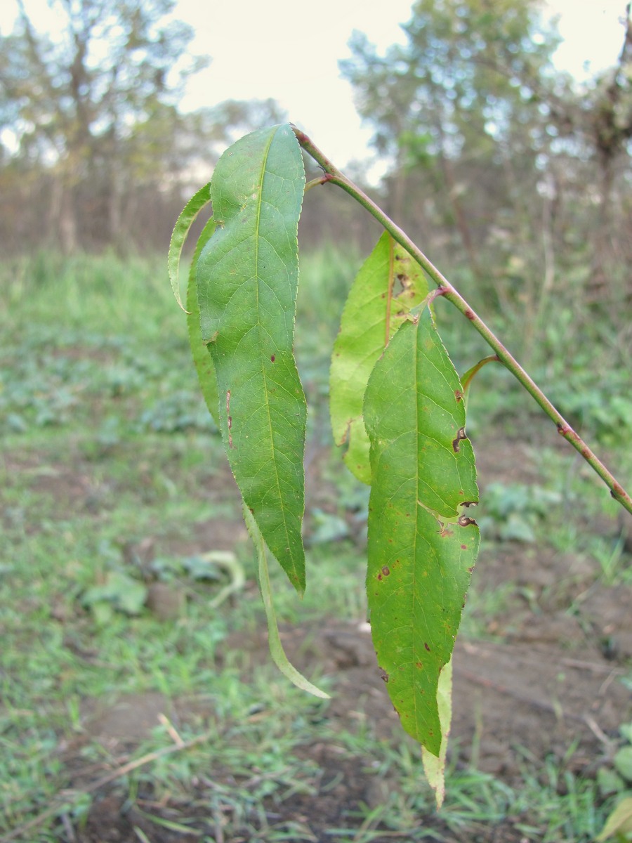 Image of Persica vulgaris specimen.