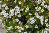 Diosma aspalathoides