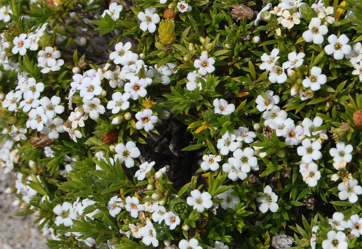 Изображение особи Diosma aspalathoides.