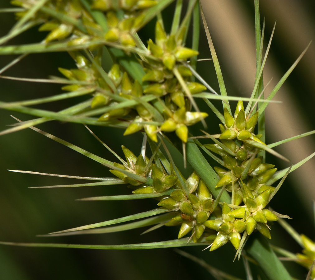 Image of Lomandra longifolia specimen.