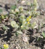 Alyssum strigosum