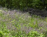 Смотреть изображение Lamium maculatum