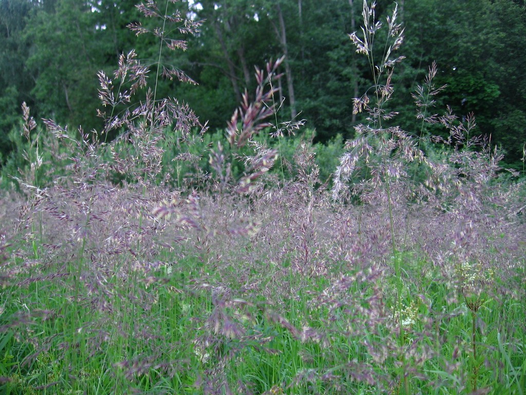 Image of genus Calamagrostis specimen.