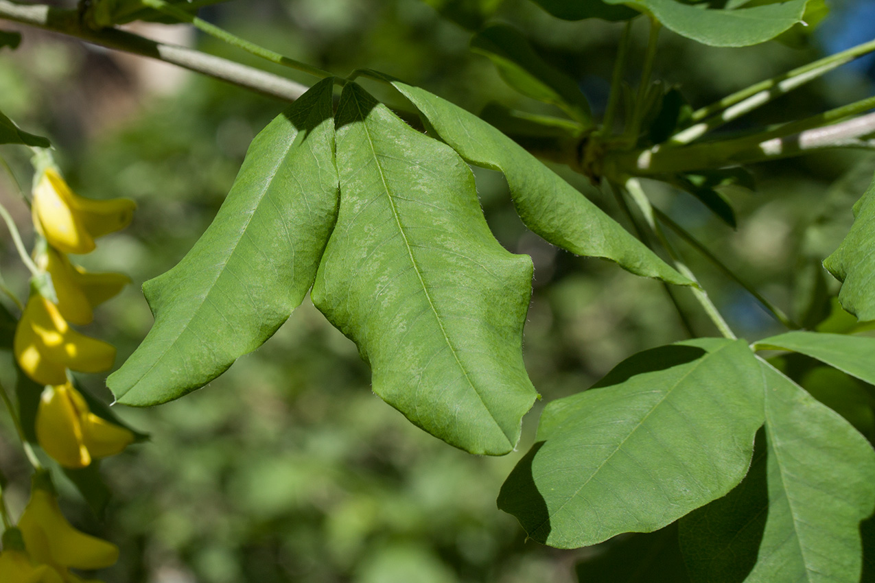 Image of Laburnum anagyroides specimen.