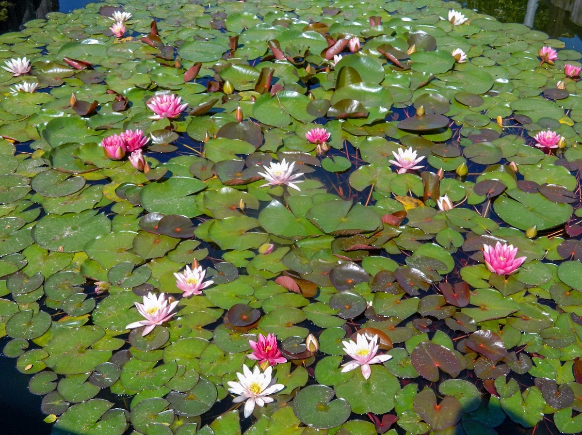 Изображение особи Nymphaea &times; marliacea.