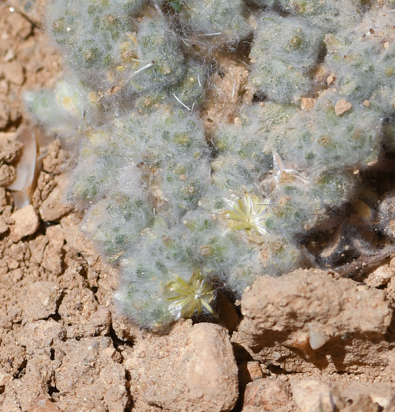 Изображение особи Lasiopogon muscoides.