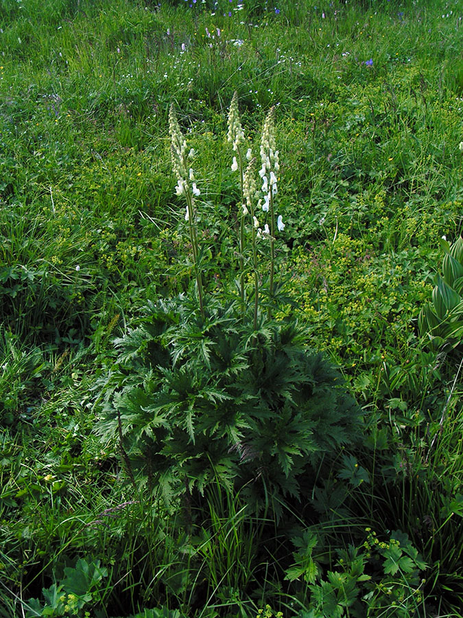 Image of Aconitum leucostomum specimen.