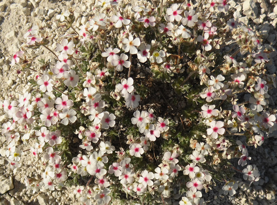 Image of Androsace koso-poljanskii specimen.