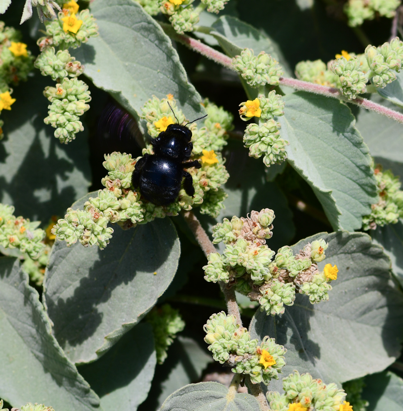 Image of Waltheria ovata specimen.