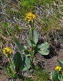 Ligularia altaica