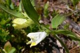 Melampyrum pratense