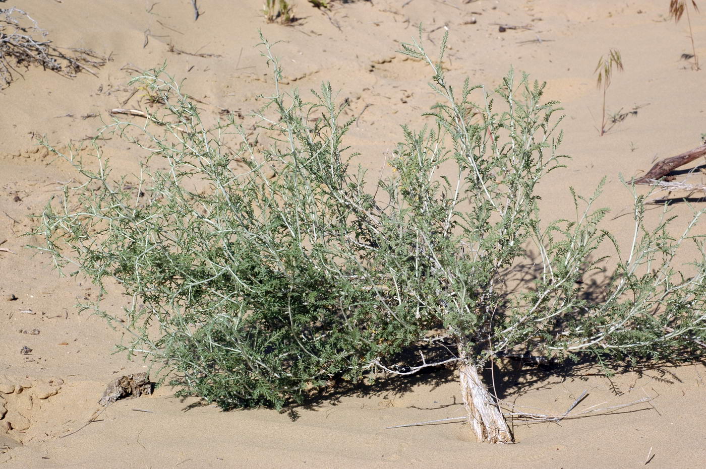 Image of genus Artemisia specimen.