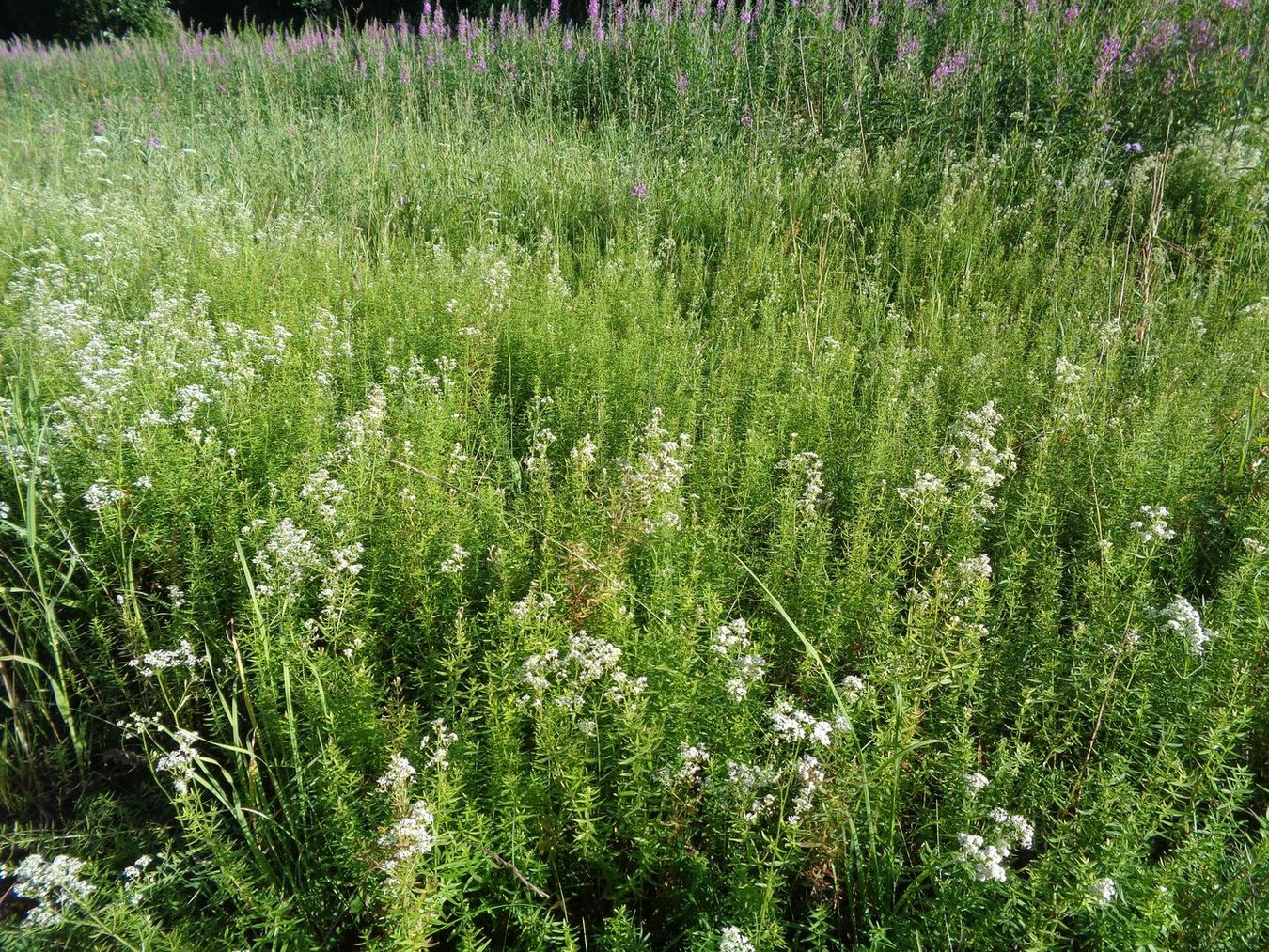 Изображение особи Galium boreale.