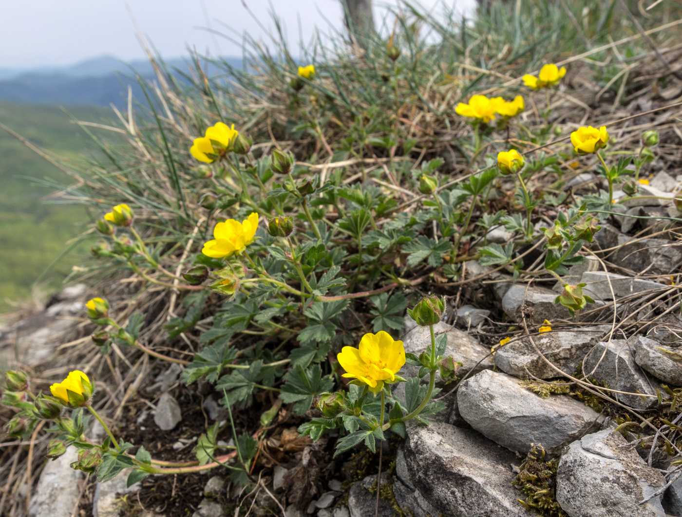 Image of Potentilla sphenophylla specimen.