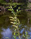 Salix triandra