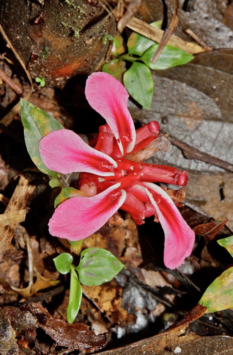 Изображение особи Etlingera velutina.