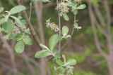 genus Salix. Часть ветви с соплодиями. Калужская обл., Боровский р-н, окр. дер. Сатино, край старого, заброшенного яблоневого сада. 28 мая 2020 г.