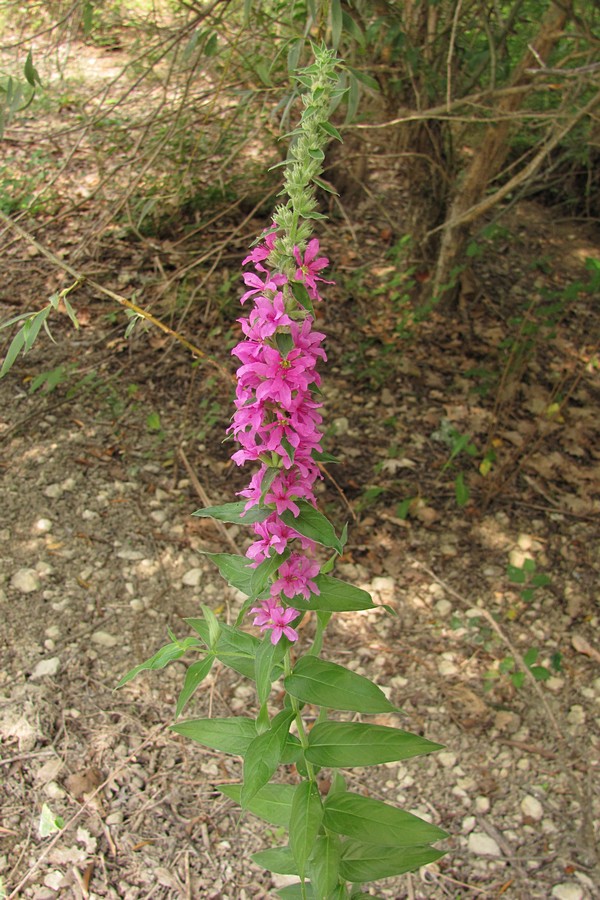 Image of Lythrum tomentosum specimen.