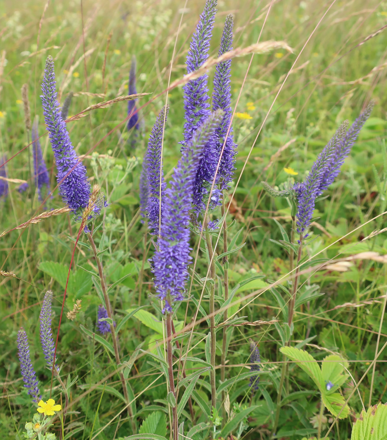 Изображение особи Veronica spicata.