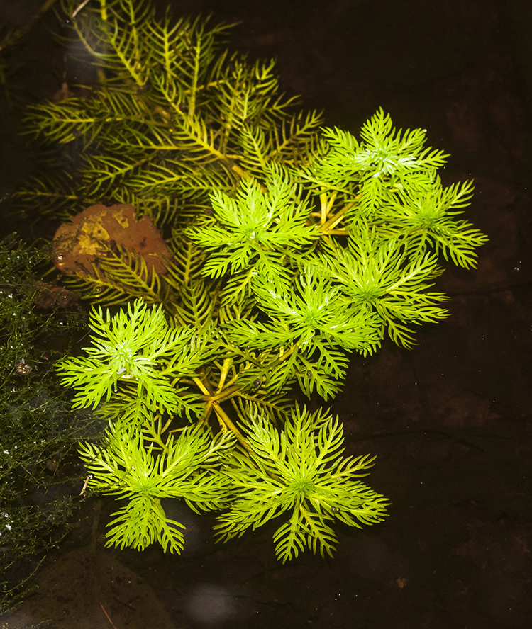 Изображение особи Hottonia palustris.