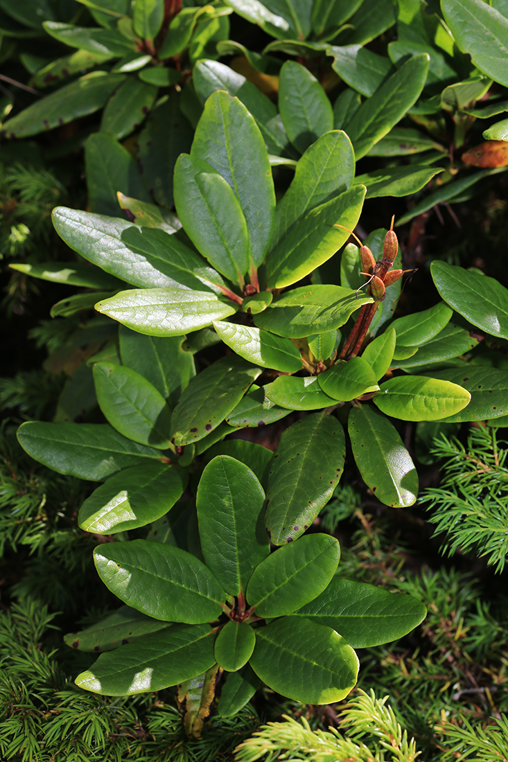 Image of Rhododendron aureum specimen.