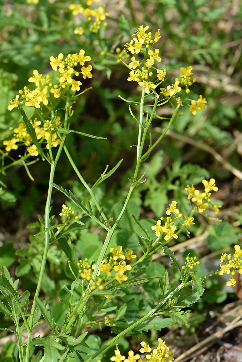 Image of Rorippa sylvestris specimen.