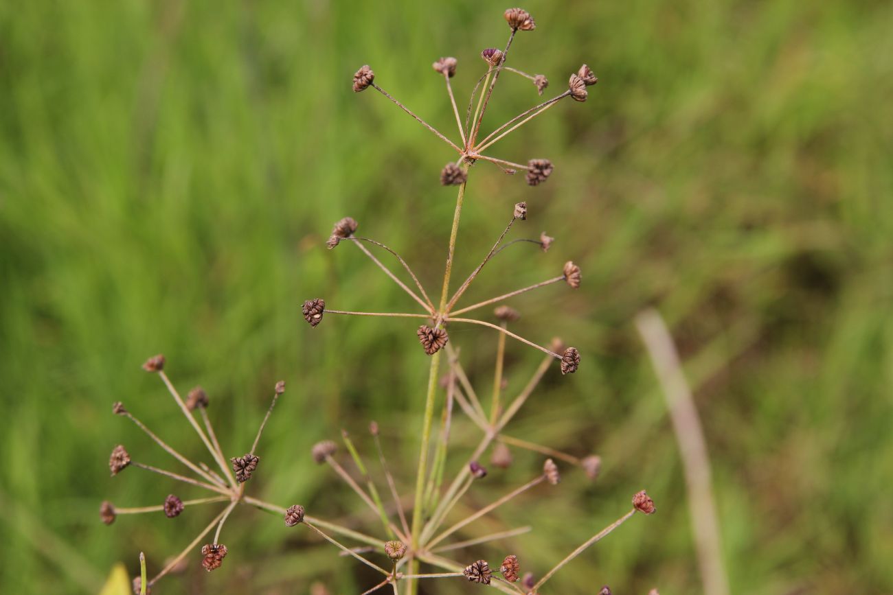 Image of Alisma plantago-aquatica specimen.