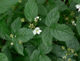 Rubus nessensis